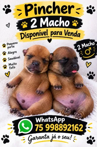 Vende filhote de cachorro Pincher
