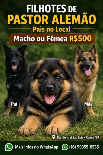 Filhotes Pastor Alemão vermifugados pais no local