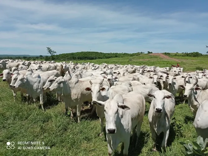 FANTÁSTICA FAZENDA NO NORTE DE MINAS DE PORTEIRA FECHADA COM MAIS DE 5 MIL HA