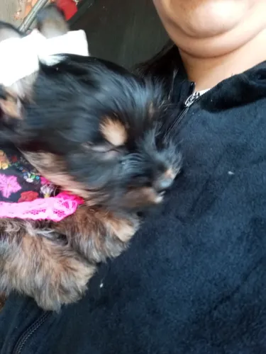Promoção pra hj Yorkshire terrier