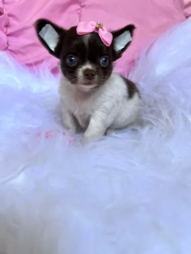 Filhote chihuahua fêmea, branca com chocolate, creme de nariz marrom, fulvo e preta