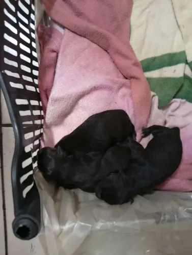 Doação 3 cachorro filhotes 