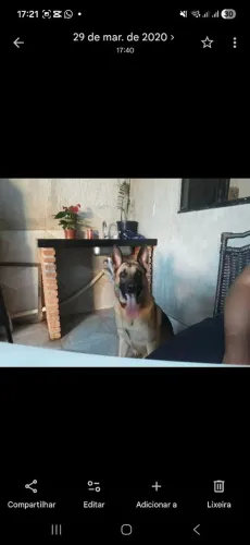 Saudades do cachorro que doei?
