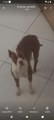 Vendo fêmea Pitbull