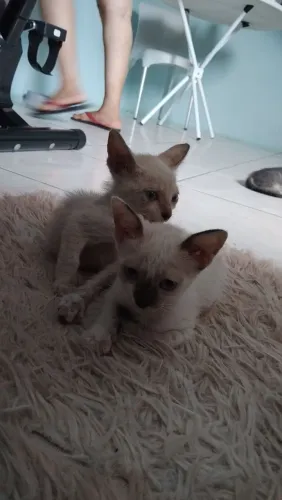 Gatos siamês doação 