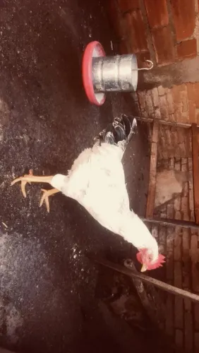 VENDO FRANGO QUASE VIRANDO GALO DA RAÇA GALINHA CAIPIRA COM GALO GSB