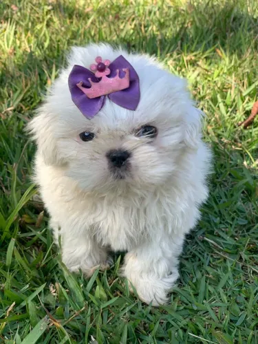 Shih Tzu Puro - Ideal para Família
