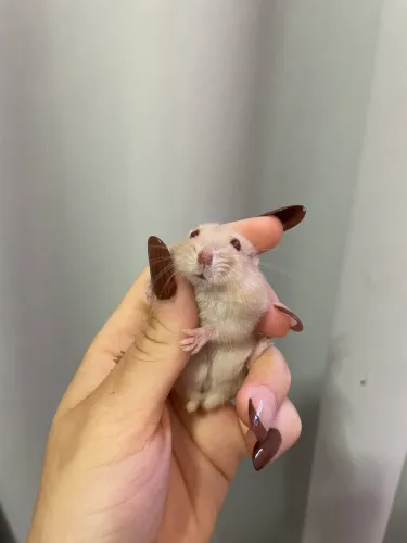 Hamster sírio