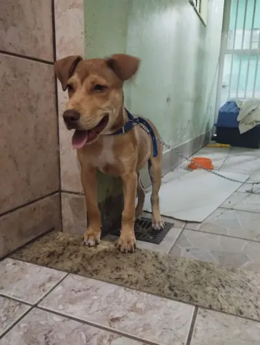 Cachorro macho 7 meses