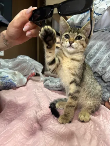 Doação gatinha