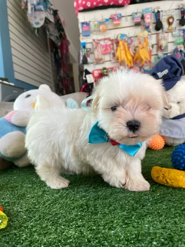 Maltês macho mini $1.900,00