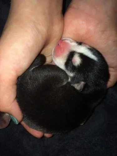 Vende se husky siberiano (mãe pedigree) ?