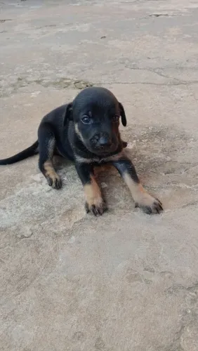 Cachorrinhos