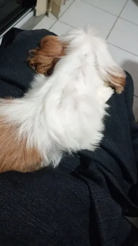 Doação de cadelinha Shiztzu motivo viagem a trabalho periofo longo
