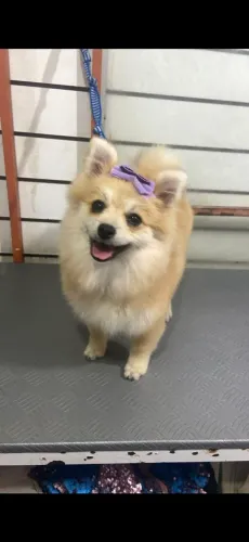Lulu da Pomerânia fêmea