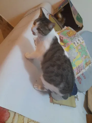 Gata pra doação *meu WhatsApp 