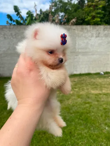 Spitz alemão Anão Lulu da pomerania macho
