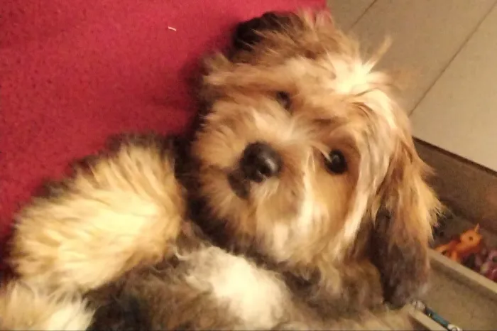 Cachorro shorkie 