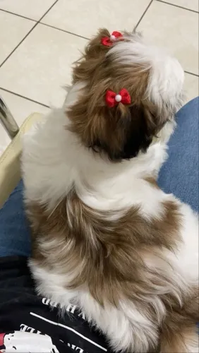 Cachorro shtizu a DOAÇÃO 