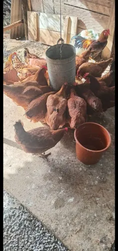 Vende-se galinha botadeira