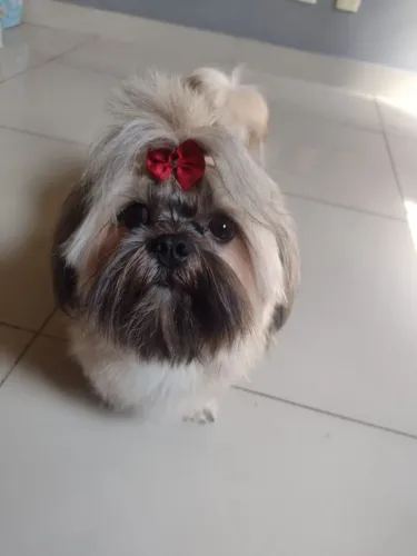 Filhotes shih tzu