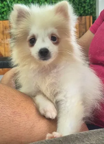 Lulu da Pomerânia Macho Anão com Pedigree