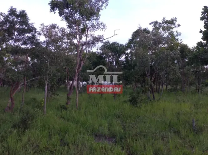 Fazenda 380 alqueires (1839 hectares) Arraias - To