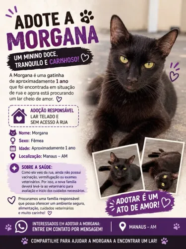 Gata Para Adoção