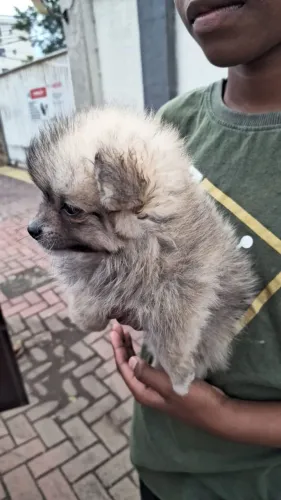 Spitz alemão (lulu da pomerânia)