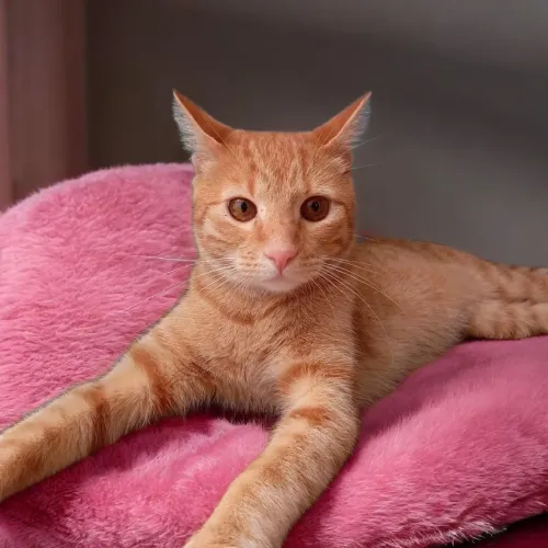 Doa se lindo gatinho, 1 ano, castrado e vacinado, testado fiv/ felv -Mooca SP