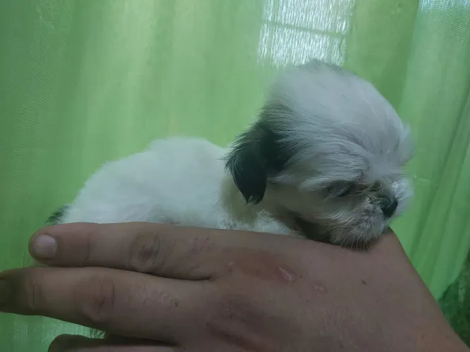 Vendo Shitzu mini um machinho