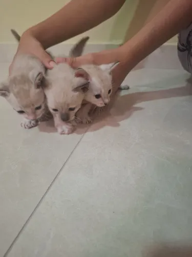 Doação de gatinhos