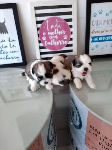 Shih Tzu micro com pedigree!