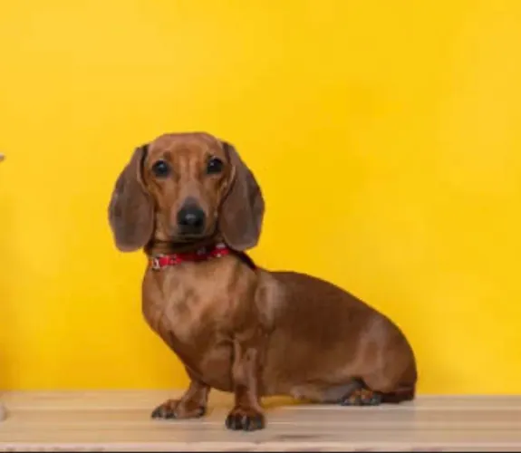 Cachorro Dachshund