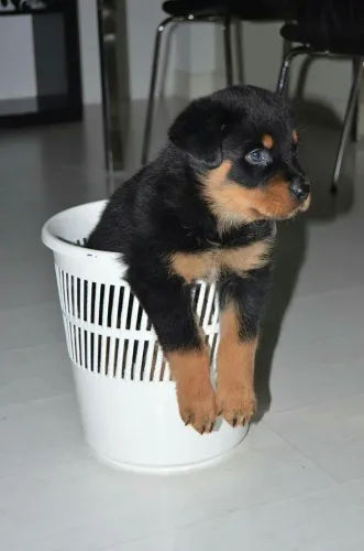 Rottweiler Seu novo parceiro fiel pode estar aqui