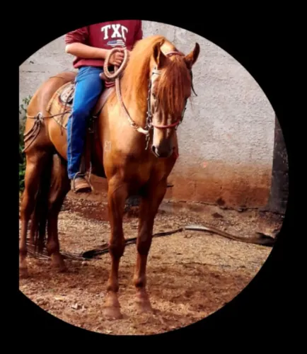Cavalo