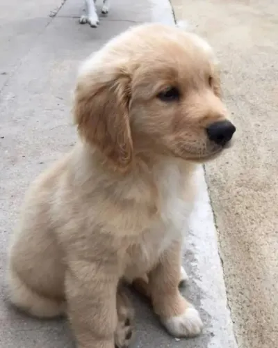 Golden Retriever Uma companhia amável espera por você