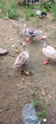 Vende-se 25 Patos e ganso 