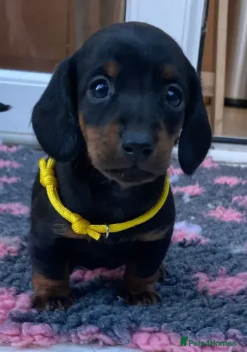 Basset Macho e Fêmea Baby Vacinados Teckel/Dachshund/Salsicha/Salsichinha/Basset/Cofap