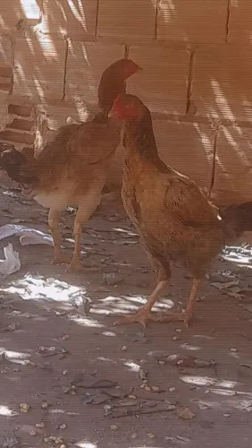 Galinha raça  índio 2 por  200