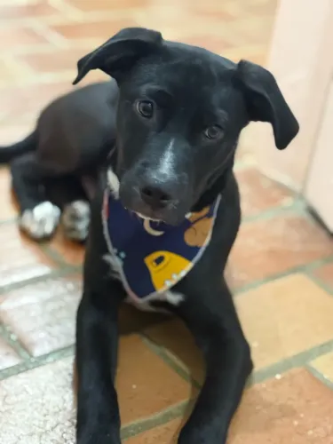 Cachorro adoção