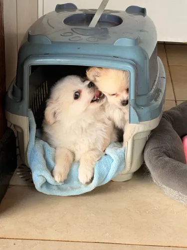 Lulu da pomerania