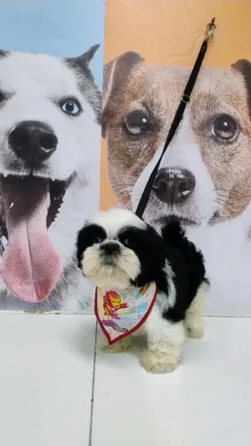 Filhotes de Shih Tzu, machinhos 1,200