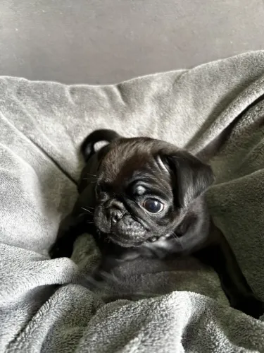 Vendo Pug Preto Filhote Macho
