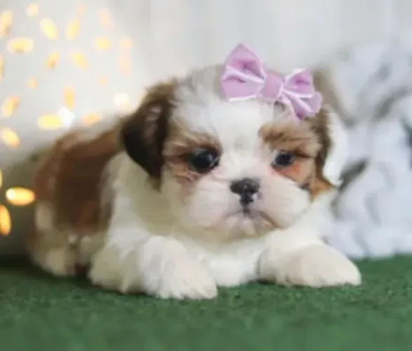 Shihtzu Filhotinhos Os Menores Disponíveis. 