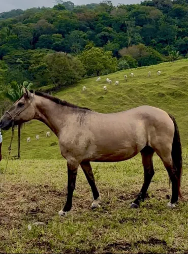 Égua Mestiça 