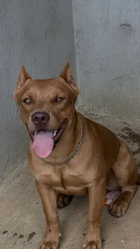 ? DOAÇÃO RESPONSÁVEL ? ZEUS E THOR ?