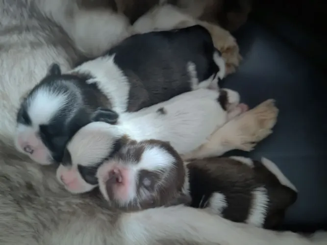 Filhotes machos e fêmea SHIH TZU. Raça pura.