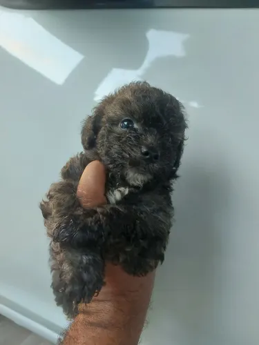 Filhotes de Poodle 