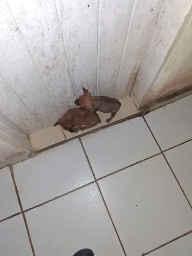 Vendo chorro piche número 1e0 jardim Paulista baixo telefone *